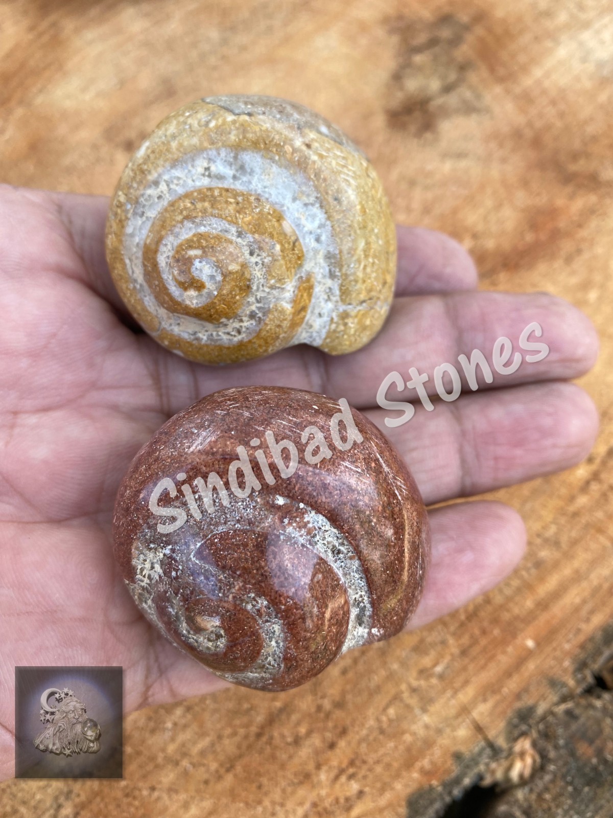 Al Atf Stone, Big Atf – عطف نادر- حجر عطف كبير الحجم رباني – حجر عطف بحري
