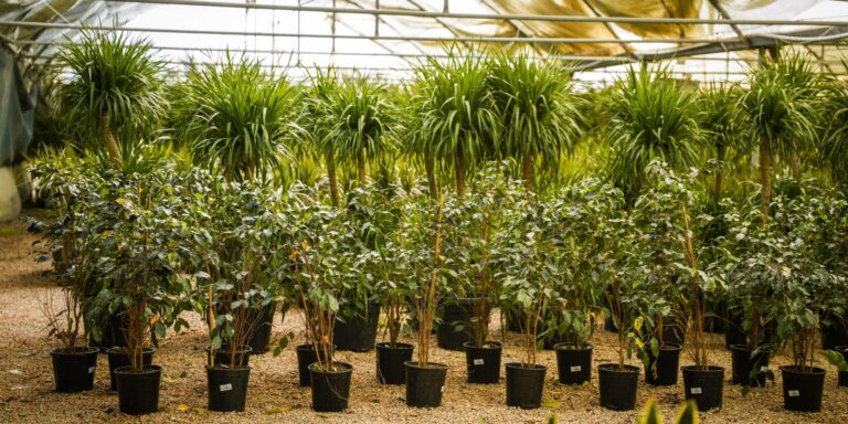 حرم مقدس امیرالمؤمنین علیہ‌السلام